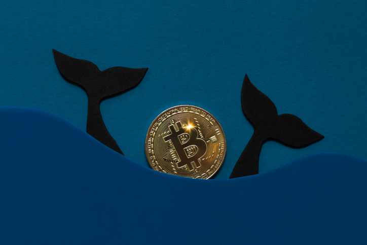 Bitcoin's Rollercoaster: Bouncing Back from 1-Week Lows Amidst Whale Sell-Off